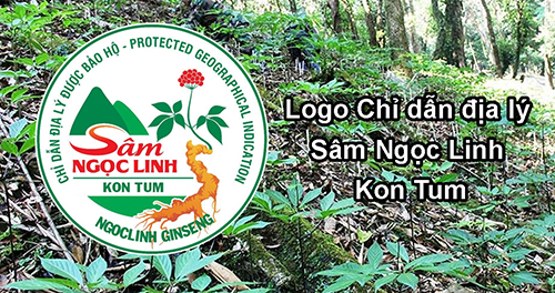 Giới thiệu logo Chỉ dẫn địa lý sâm Ngọc Linh Kon Tum